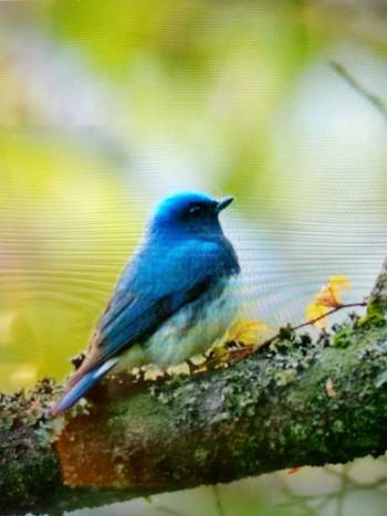 Blue-and-white Flycatcher 湖北野鳥センター Fri, 1/6/2023