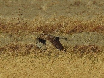 2023年1月8日(日) 鍋田干拓地の野鳥観察記録