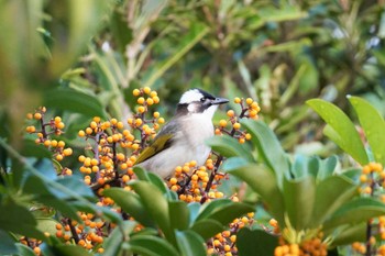 2023年1月4日(水) 名護市の野鳥観察記録