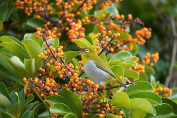 Japanese White-eye(loochooensis) 名護市 Wed, 1/4/2023