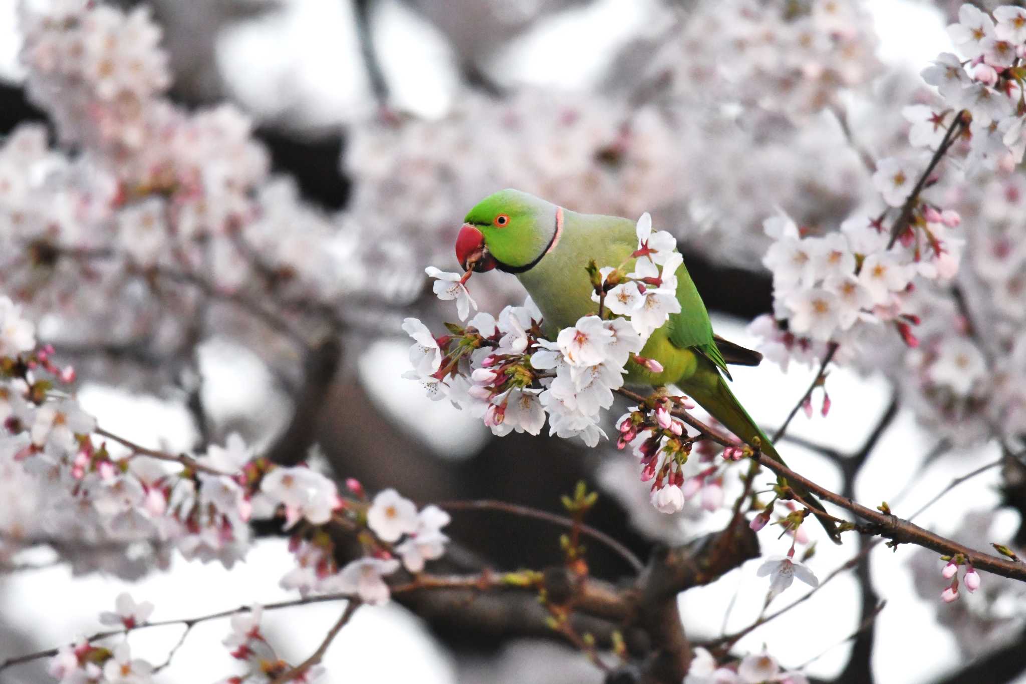 東京都世田谷区 ワカケホンセイインコの写真 by あひる