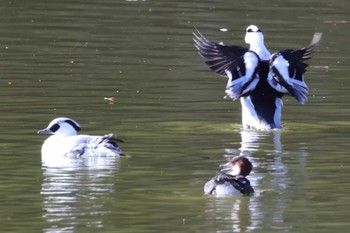 ミコアイサ 洲原公園 撮影日未設定