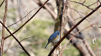 Red-flanked Bluetail Arima Fuji Park Sun, 1/8/2023