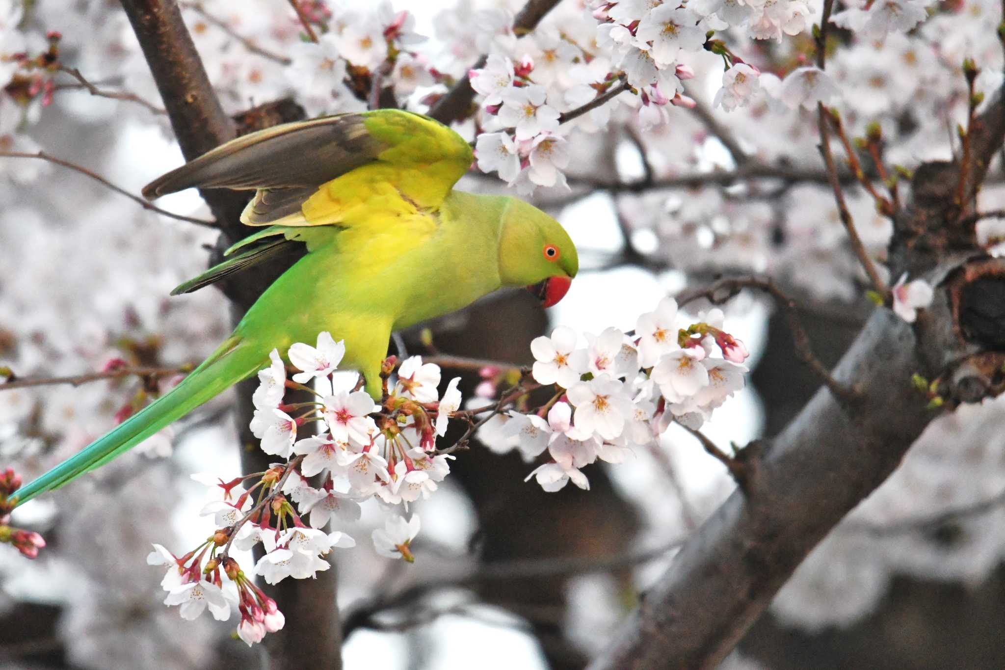 Photo of Indian Rose-necked Parakeet at 東京都世田谷区 by あひる