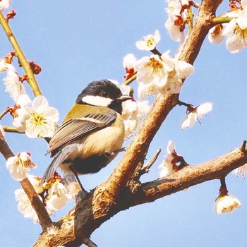 シジュウカラ 熊本県阿蘇市 2018年3月25日(日)