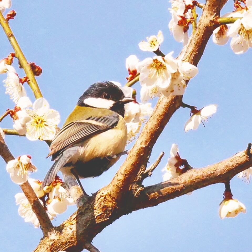 熊本県阿蘇市 シジュウカラの写真 by mitsuaki kuraoka