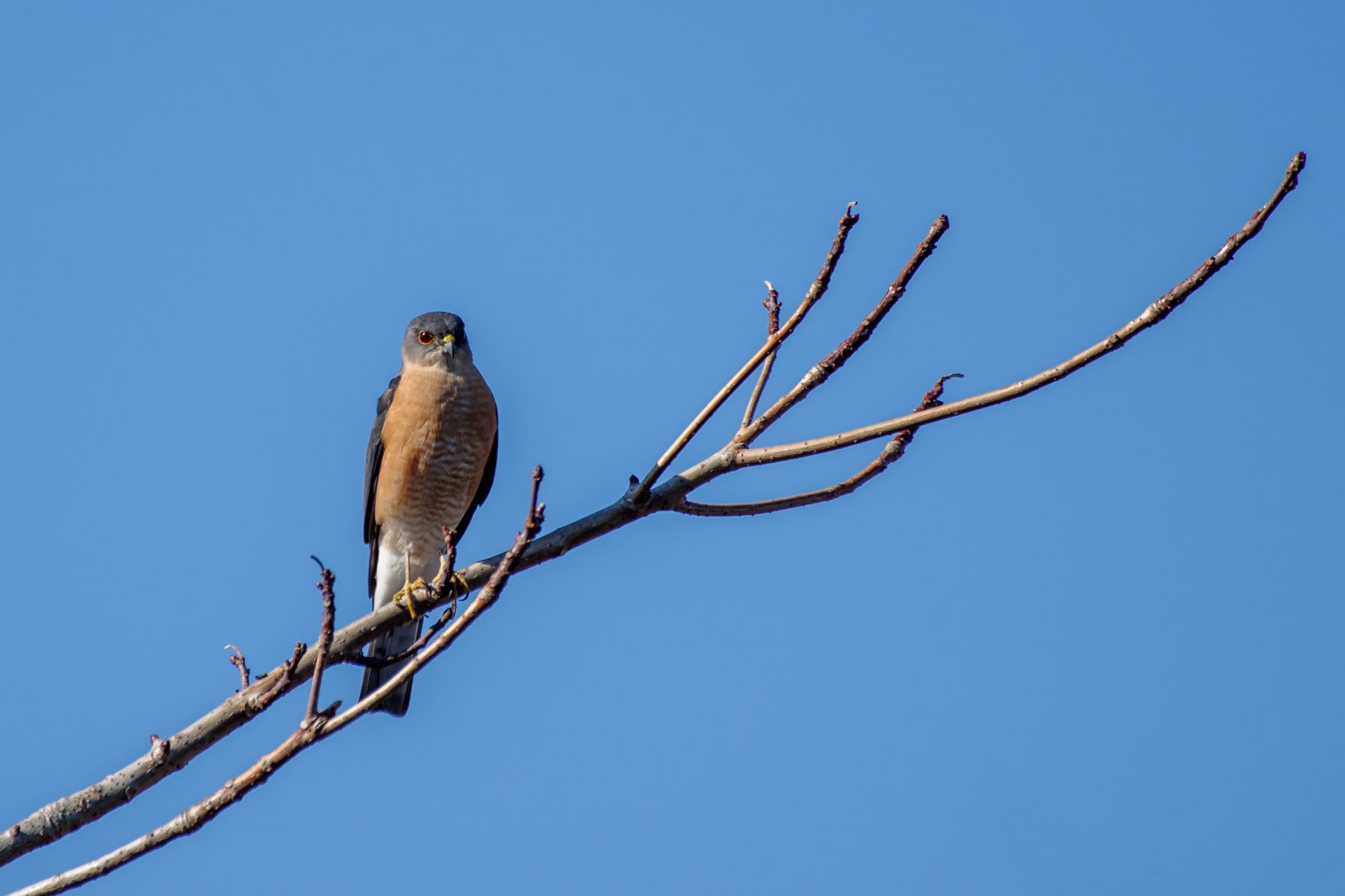 Photo of Japanese Sparrowhawk at 都立青山霊園 by Marco Birds