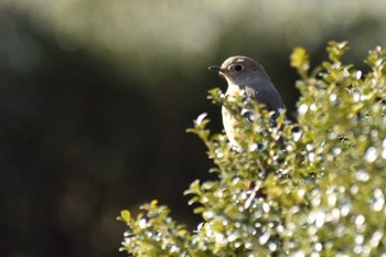 Daurian Redstart 定光寺公園 Sat, 2/26/2022