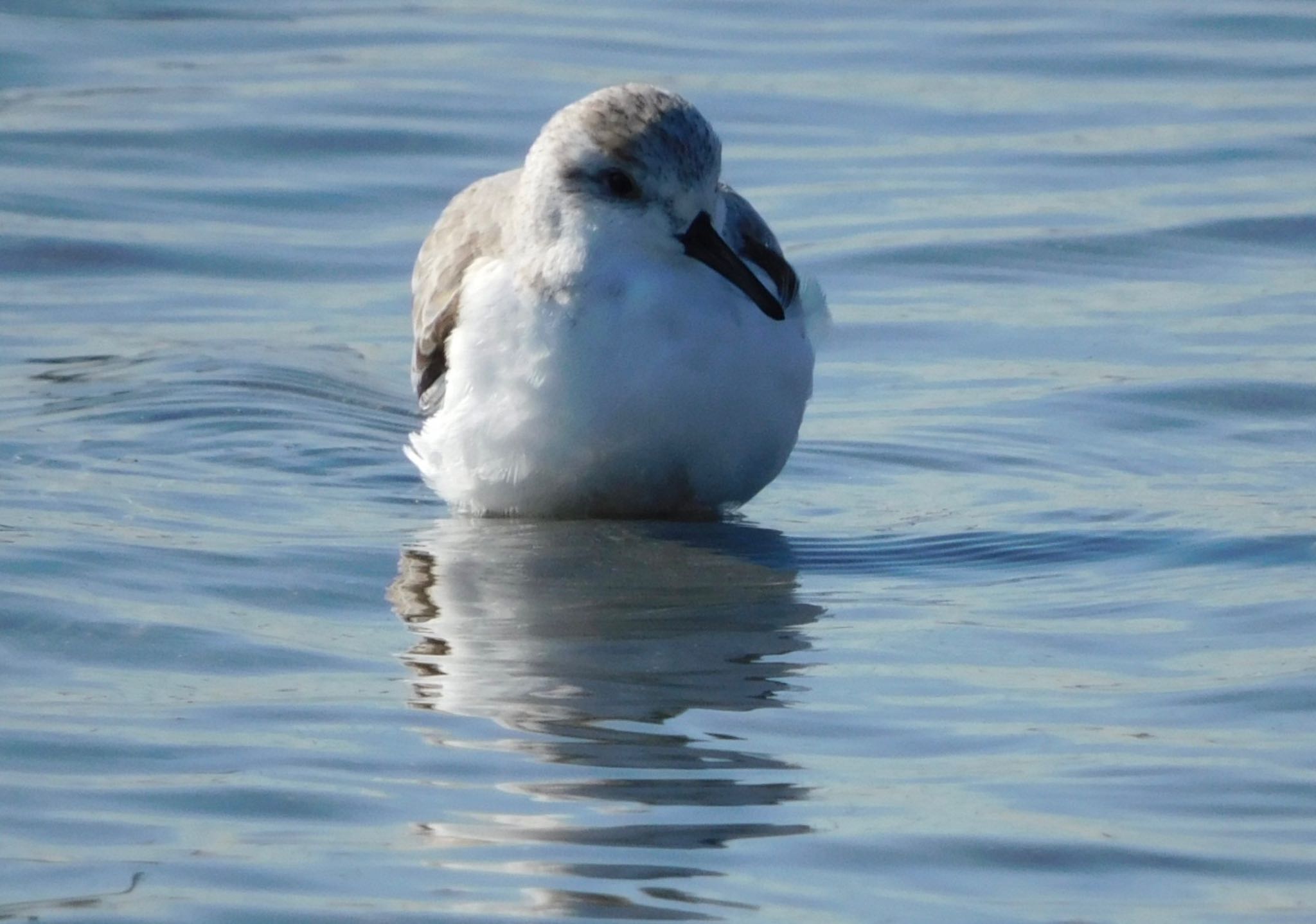 ふなばし三番瀬海浜公園 ミユビシギの写真 by ucello