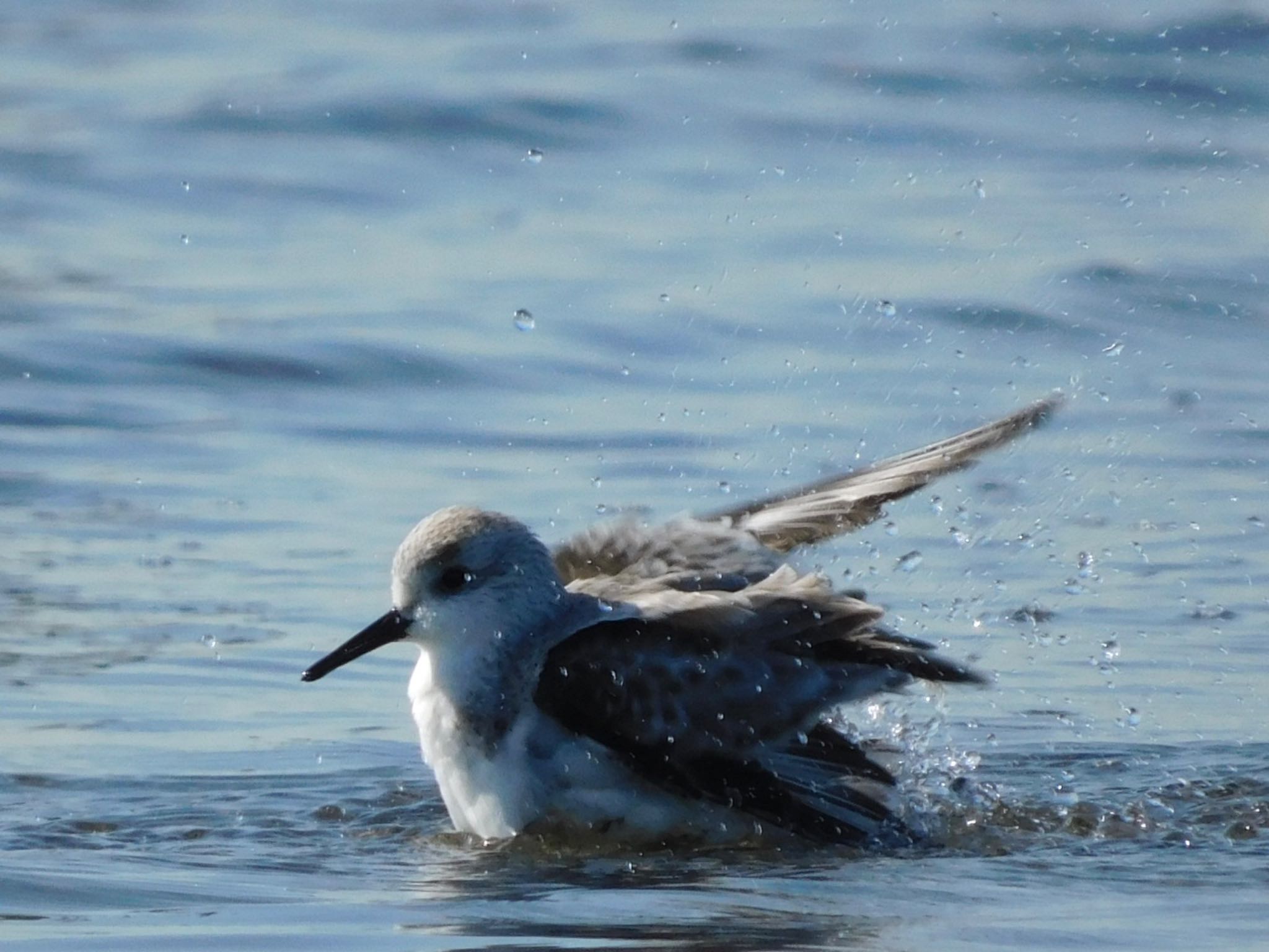 ふなばし三番瀬海浜公園 ミユビシギの写真 by ucello