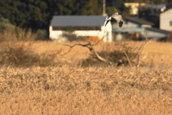 ハイイロチュウヒ 涸沼 2022年12月27日(火)