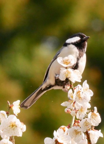 シジュウカラ 熊本県阿蘇市 2018年3月25日(日)