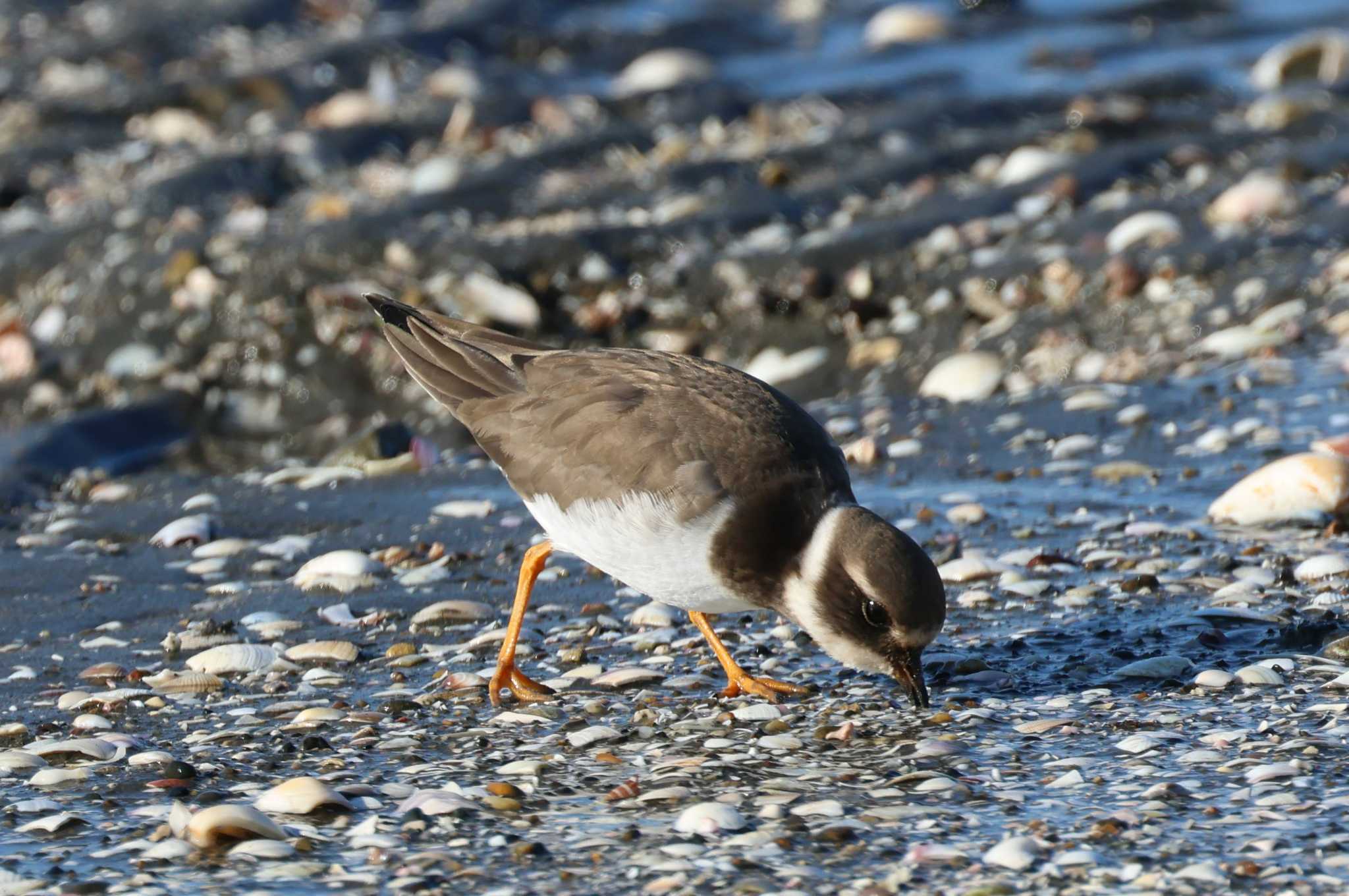 ふなばし三番瀬海浜公園 ハジロコチドリの写真 by ぼぼぼ