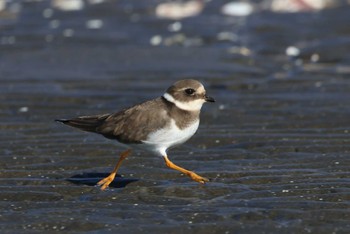 2023年1月8日(日) ふなばし三番瀬海浜公園の野鳥観察記録