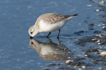 ミユビシギ ふなばし三番瀬海浜公園 2023年1月8日(日)