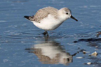 ミユビシギ ふなばし三番瀬海浜公園 2023年1月8日(日)