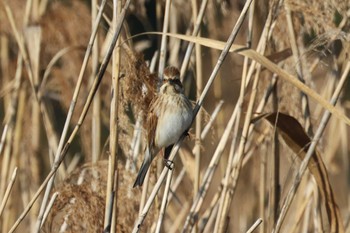 オオジュリン ふなばし三番瀬海浜公園 2023年1月8日(日)