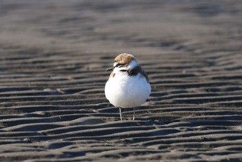 シロチドリ ふなばし三番瀬海浜公園 2023年1月8日(日)