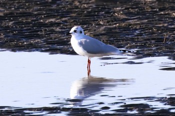 ズグロカモメ ふなばし三番瀬海浜公園 2023年1月8日(日)