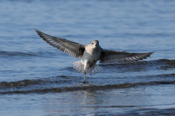 ダイゼン ふなばし三番瀬海浜公園 2023年1月8日(日)