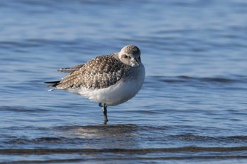 ダイゼン ふなばし三番瀬海浜公園 2023年1月8日(日)