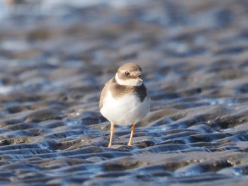 ハジロコチドリ ふなばし三番瀬海浜公園 2023年1月8日(日)