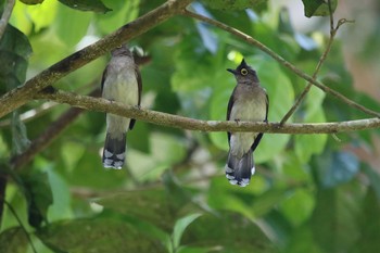 Yellow-wattled Bulbul