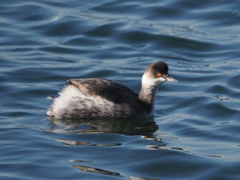 ハジロカイツブリ ふなばし三番瀬海浜公園 2023年1月8日(日)