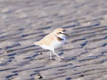 シロチドリ ふなばし三番瀬海浜公園 2023年1月8日(日)