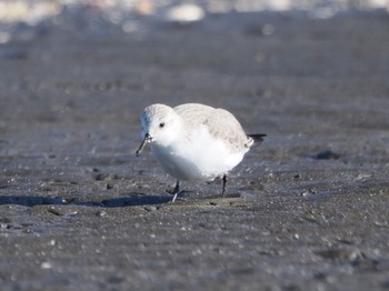 ミユビシギ ふなばし三番瀬海浜公園 2023年1月8日(日)