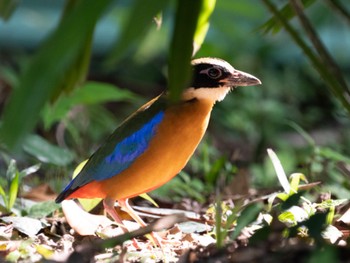 Blue-winged Pitta Jurong Lake Gardens Sun, 1/8/2023