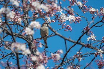 スズメ 大阪城公園 2018年3月14日(水)