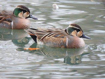 トモエガモ 長池公園 2022年12月30日(金)