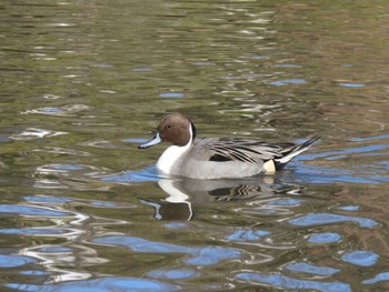 2023年1月2日(月) 豊ヶ丘南公園の野鳥観察記録