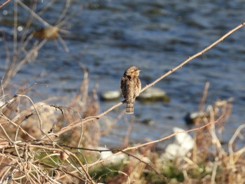 2023年1月7日(土) 浅川の野鳥観察記録