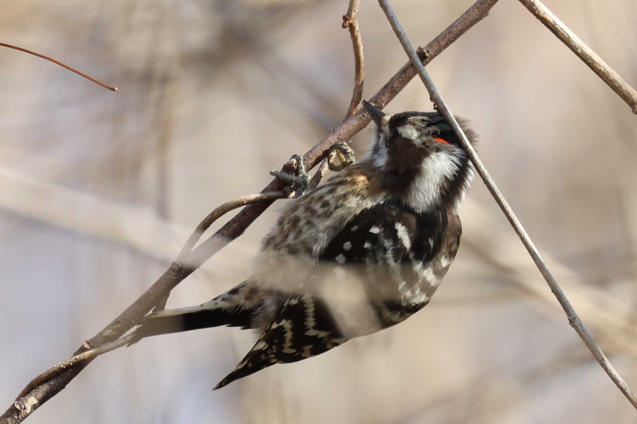 Photo of Japanese Pygmy Woodpecker at Arima Fuji Park by トビトチヌ