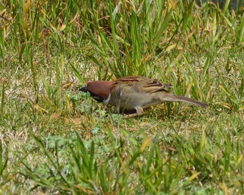 スズメ 茨城県 2018年3月26日(月)