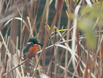 カワセミ 千里南公園 2023年1月8日(日)