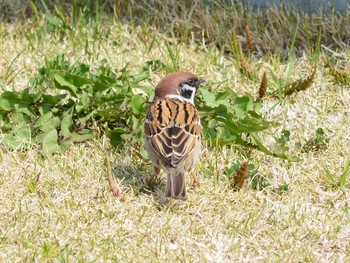 スズメ 茨城県 2018年3月26日(月)