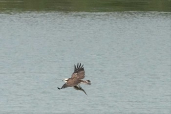 Osprey Manko Waterbird & Wetland Center  Wed, 1/4/2023