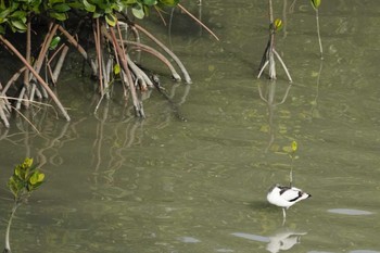 ソリハシセイタカシギ 漫湖水鳥・湿地センター 2023年1月4日(水)