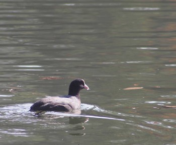 Eurasian Coot 千里南公園 Sun, 1/8/2023