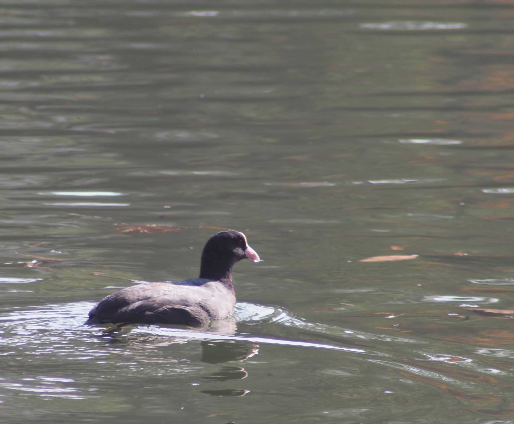 Photo of Eurasian Coot at 千里南公園 by Tsukiaki