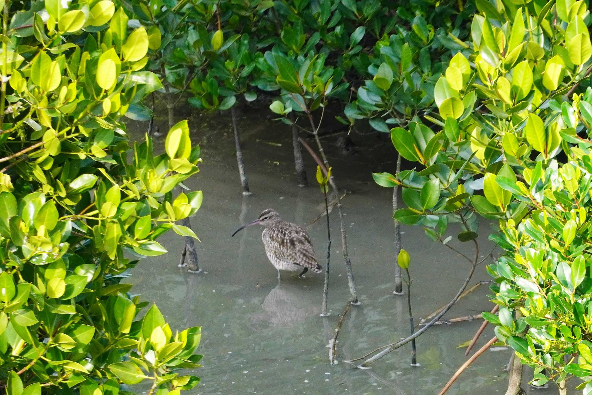 漫湖水鳥・湿地センター チュウシャクシギの写真 by jasmine