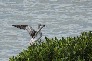 Eurasian Curlew Manko Waterbird & Wetland Center  Wed, 1/4/2023