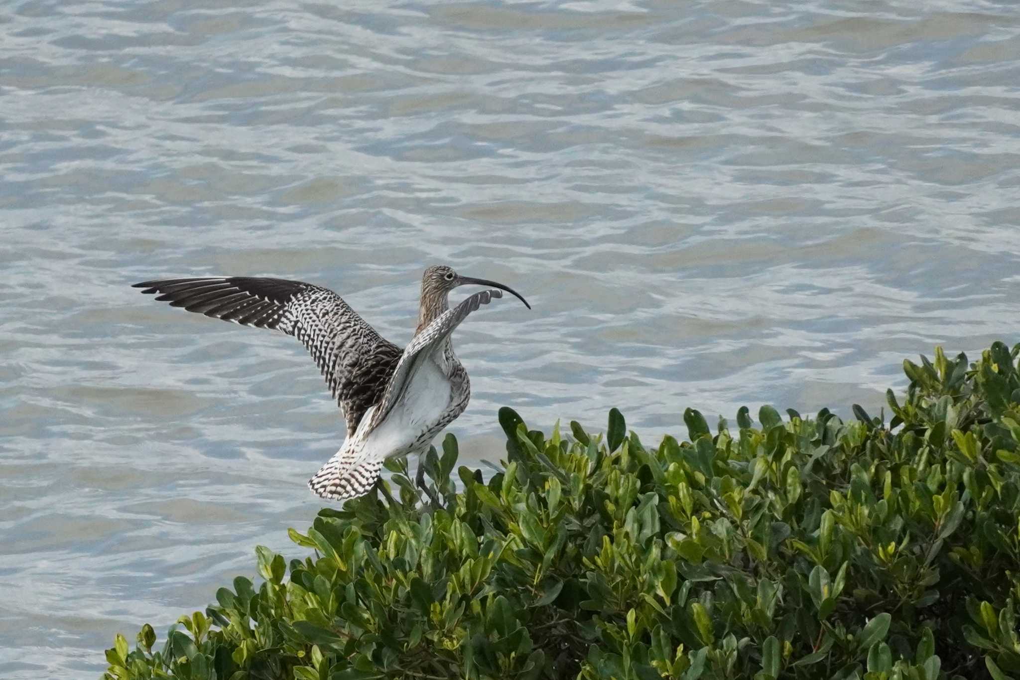 Photo of Eurasian Curlew at Manko Waterbird & Wetland Center  by jasmine