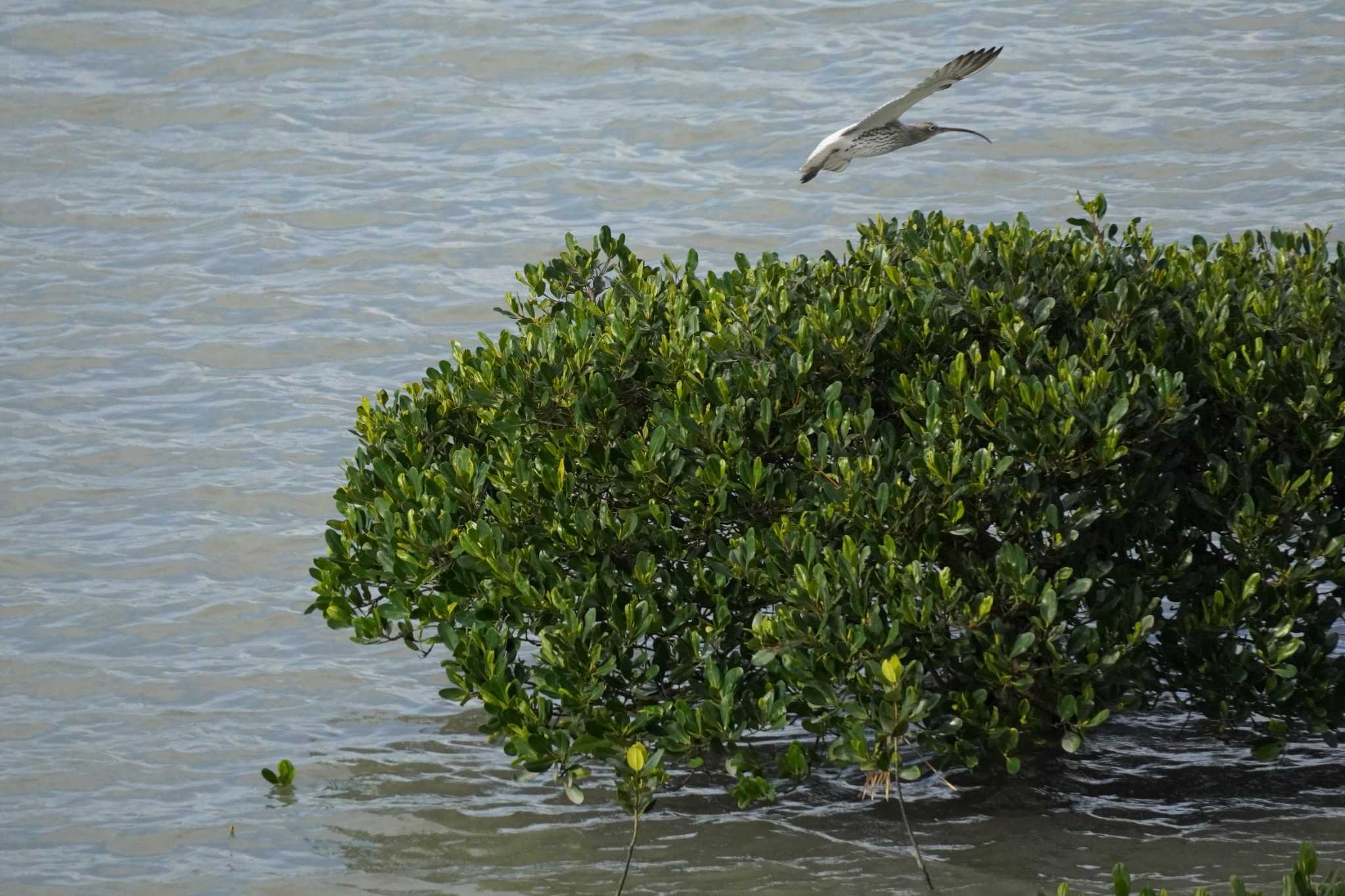 Photo of Eurasian Curlew at Manko Waterbird & Wetland Center  by jasmine