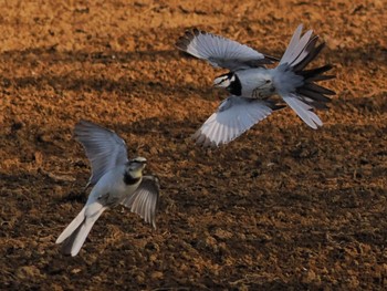 2023年1月8日(日) 芝川第一調節池(芝川貯水池)の野鳥観察記録