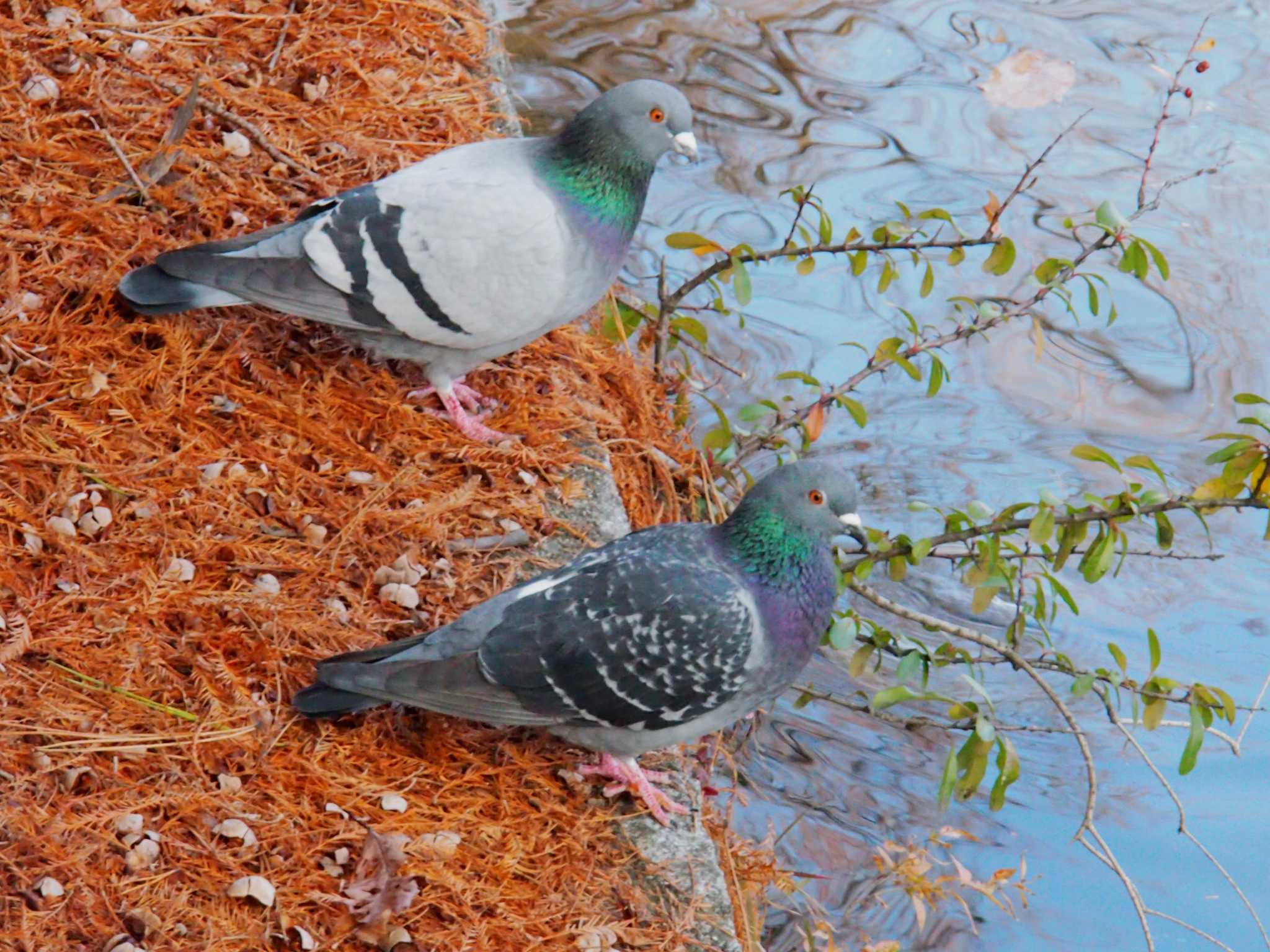 Photo of Rock Dove at 千里南公園 by Tsukiaki