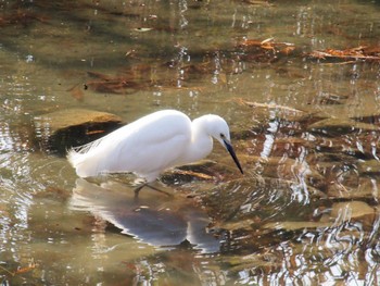 Little Egret 千里南公園 Sun, 1/8/2023